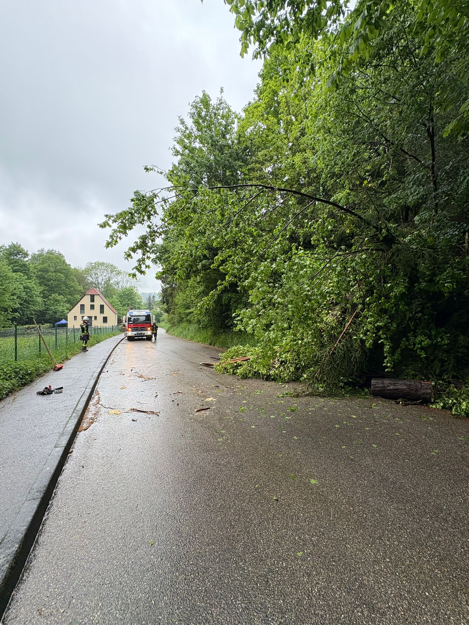 Baum auf Straße